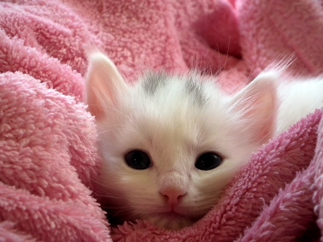 kitten-cat-fluffy-cat-cute-62321
