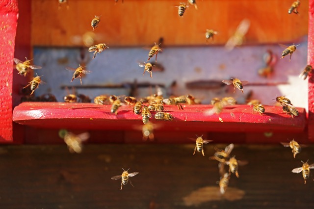 nature-insect-bee-hive-bees-40063