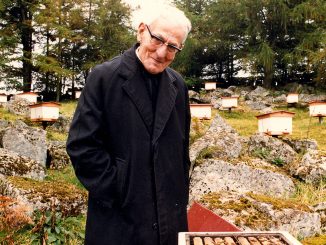 Histoire de l’abeille Buckfast